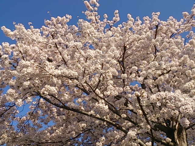 Ayumi Osteopathic Clinic & Seitai Clinic Yokohama City Hodogaya Ward - Day Spa in Yokohama City Hodogaya Ward