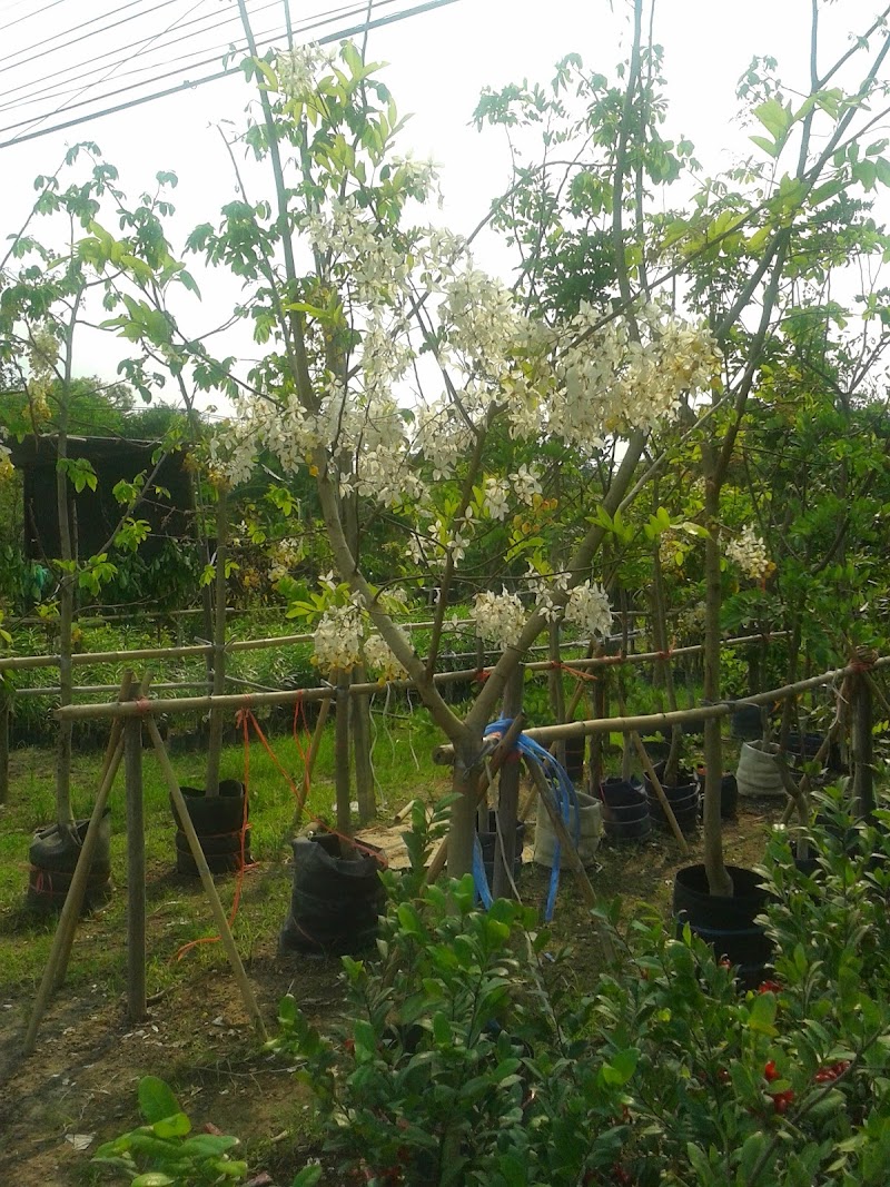 Ban Dong Bang Herbal, Prachinburi Si Maha Phot - Day Spa in Si Maha Phot