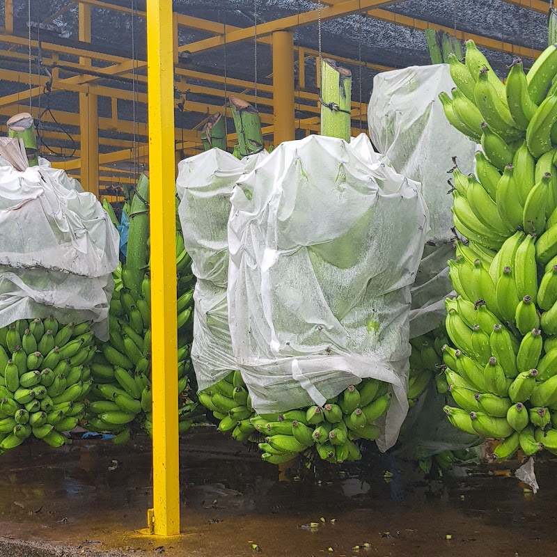 Bananas São Bernardo do Campo - Day Spa in São Bernardo do Campo