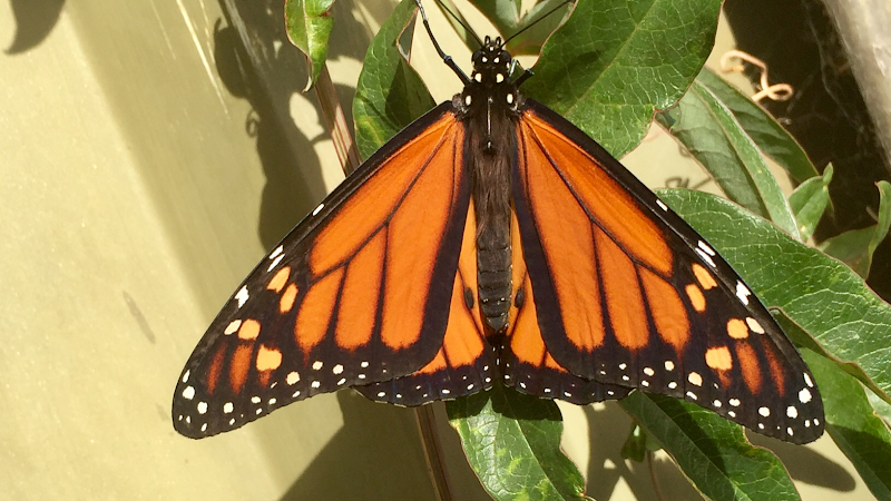 Bowen Therapy Adelaide - Di Hunter - Day Spa in Adelaide