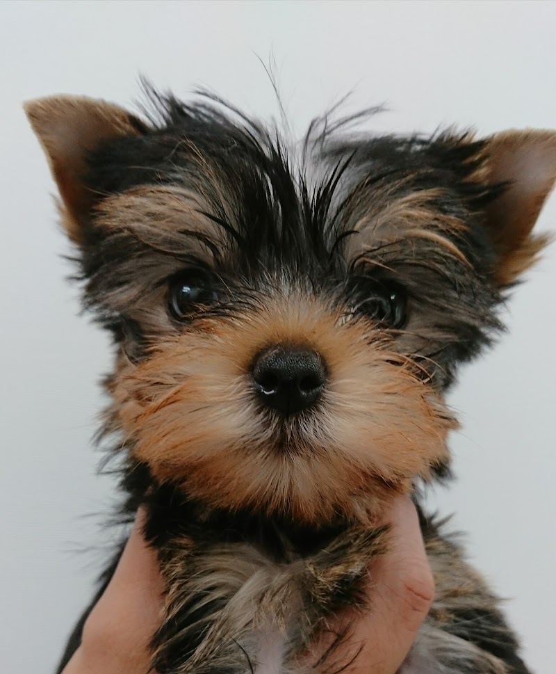 Bubble Ayabe City - Day Spa in Ayabe City