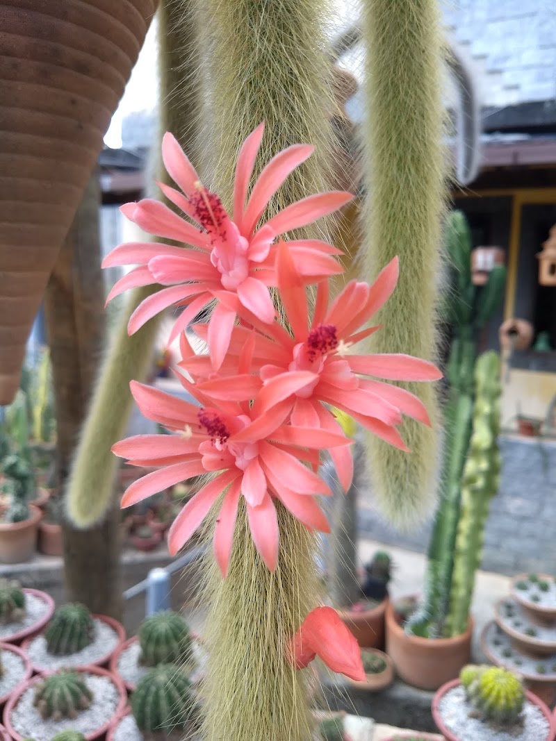 Cactos Rodolfo Policarpo Mendes - Day Spa in Mendes