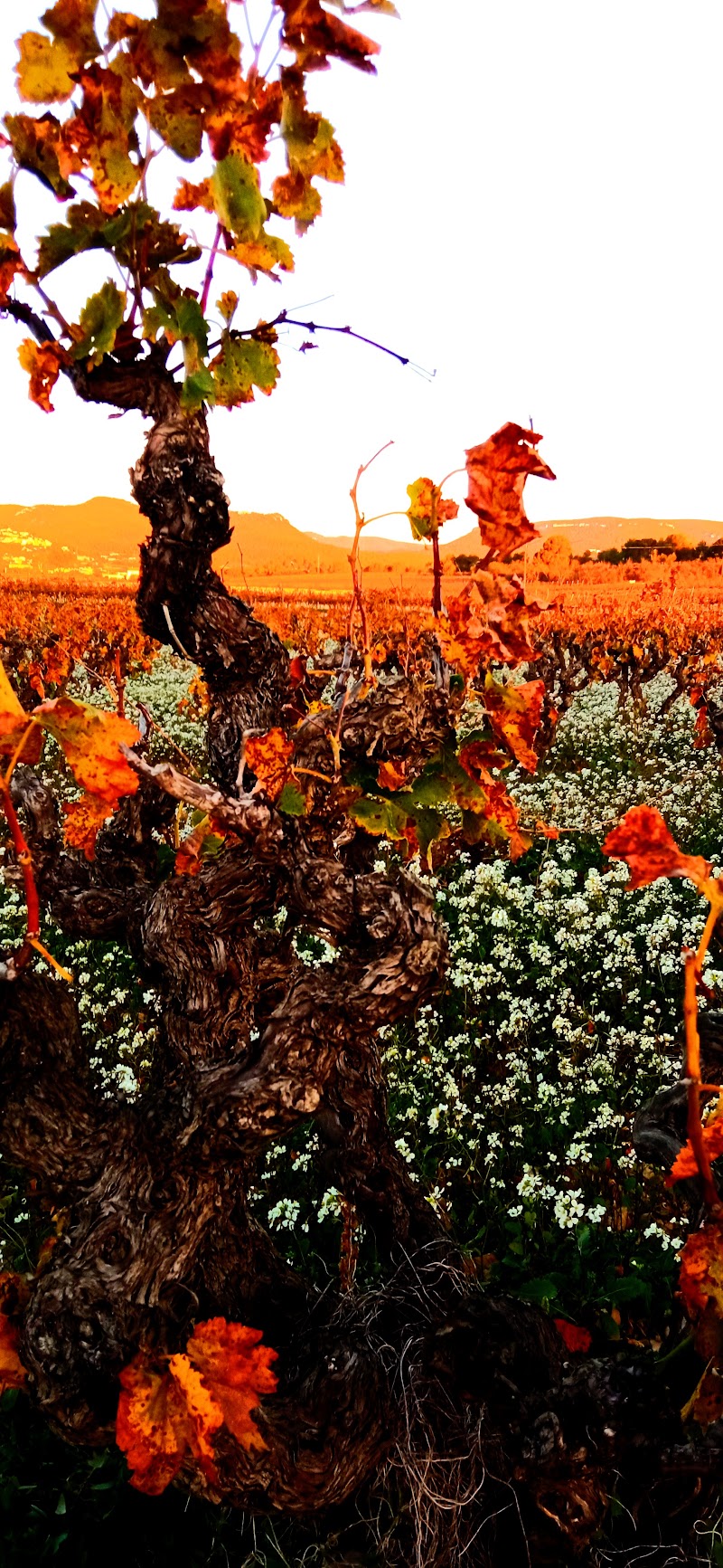 Centre Olea Sant Martí Sarroca - Day Spa in Sant Martí Sarroca