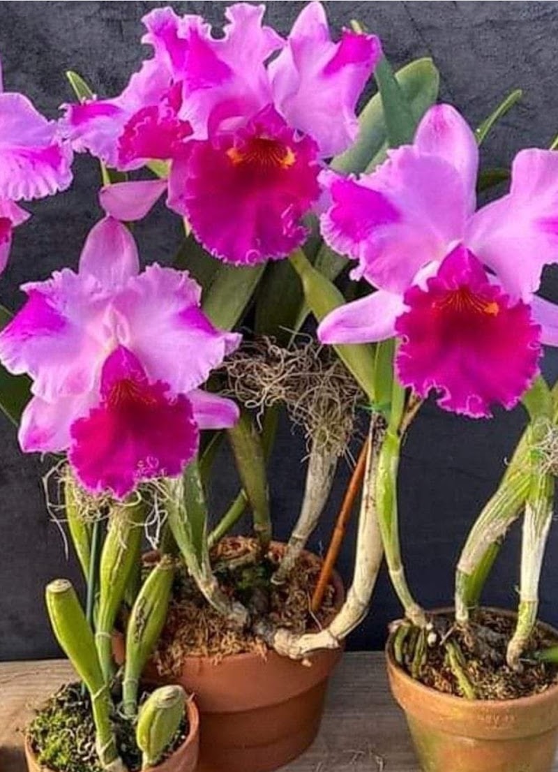 Centro De Estética D.A Itabuna - Day Spa in Itabuna