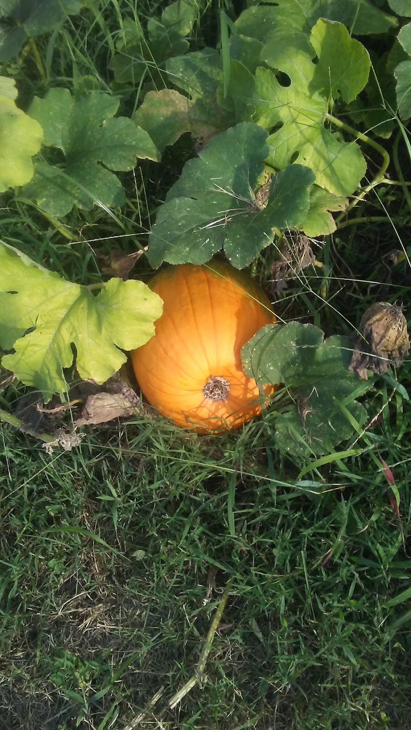 Chellesations Cumberland Furnace - Day Spa in Cumberland Furnace