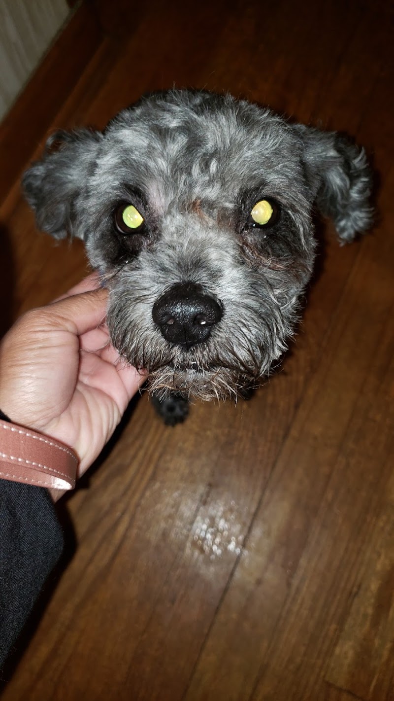 Chets Dog Grooming & Boarding Detroit - Day Spa in Detroit