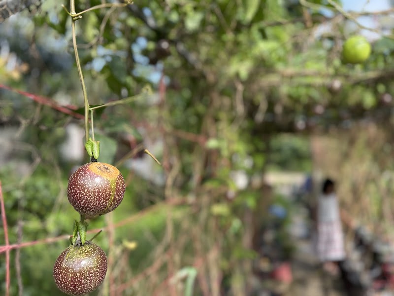 Cold-Pressed Coconut Oil, Mali Spa Chumphon - Day Spa in Chumphon