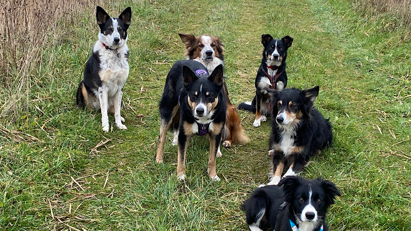 Comfort ZONE Canine Massage Bristol - Day Spa in Bristol