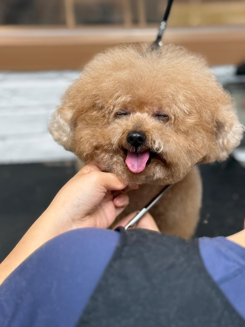 Cute Pet Bathhouse New Territories - Thermal Spa in New Territories