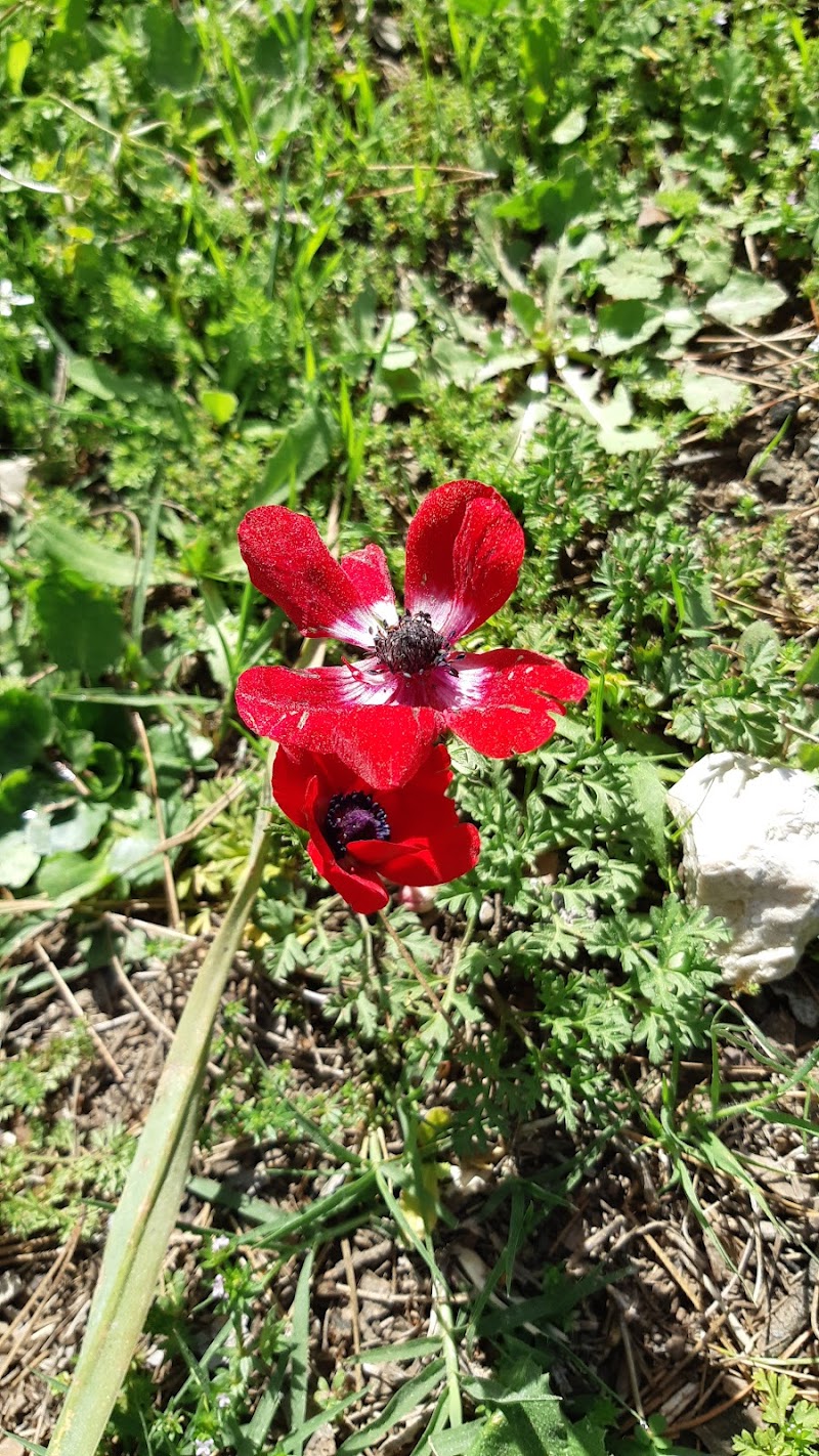 Deniztepe Köyü Serik yeşil vadi karabacaklar. Deniztepesi - Day Spa in Deniztepesi