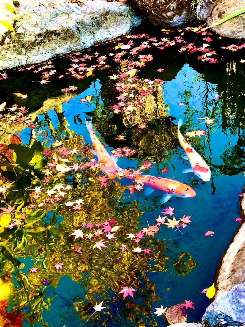 Doctor Fish Yufuin Onsen Foot Bath Yufu City - Thermal Spa in Yufu City