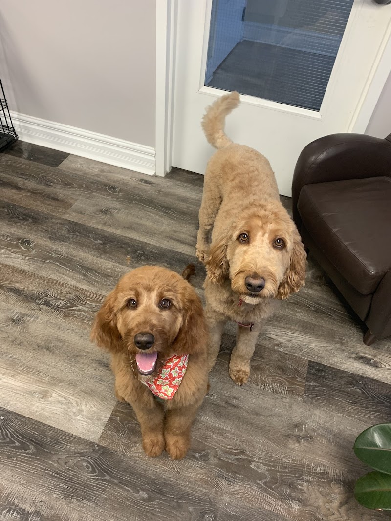 Emi's Doggy Spa Halifax - Day Spa in Halifax