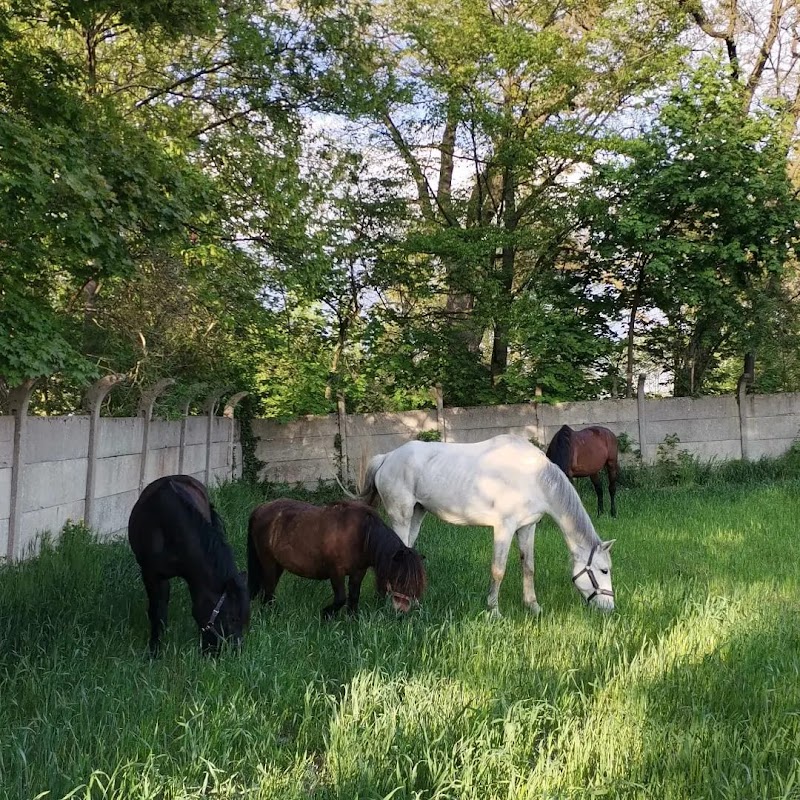 Equus Therapy Zaniemyśl - Day Spa in Zaniemyśl