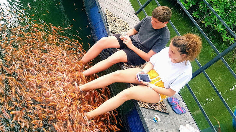 Fish Therapy Aqua Shine Pelena North - Day Spa in Pelena North