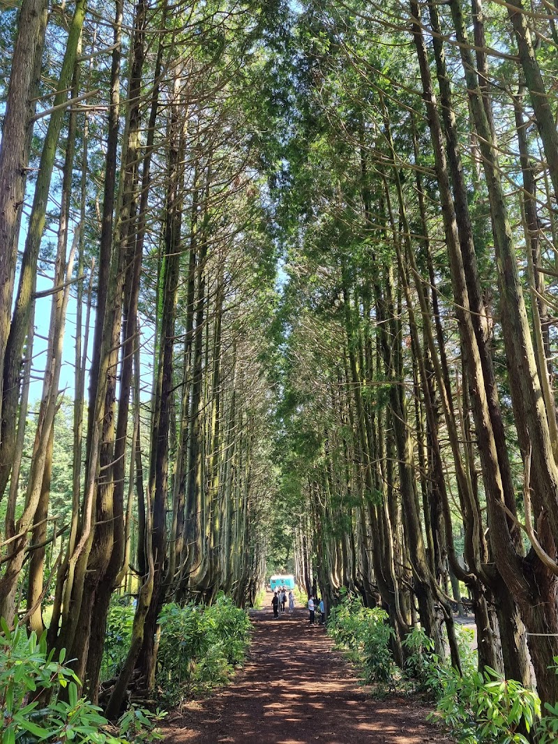 Forest Spa Jeju City - Day Spa in Jeju City