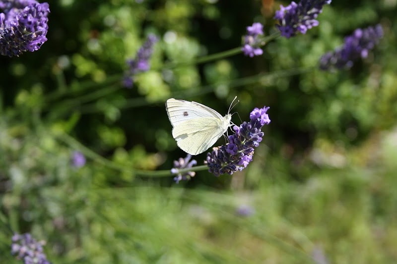 Fußreflexzonenmassage Sonja Poschmann Nienhagen - Day Spa in Nienhagen