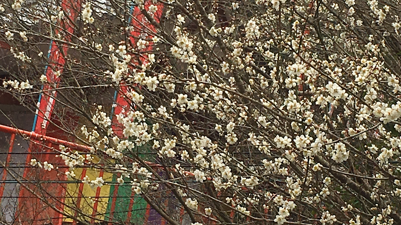 Fudo Onsen Hyakumangoku Yahaba, Shiwa District - Thermal Spa in Yahaba, Shiwa District