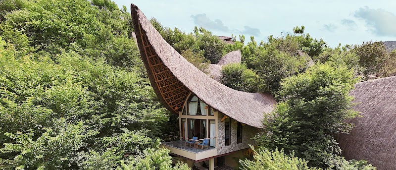 Garrya Mù Cang Chải