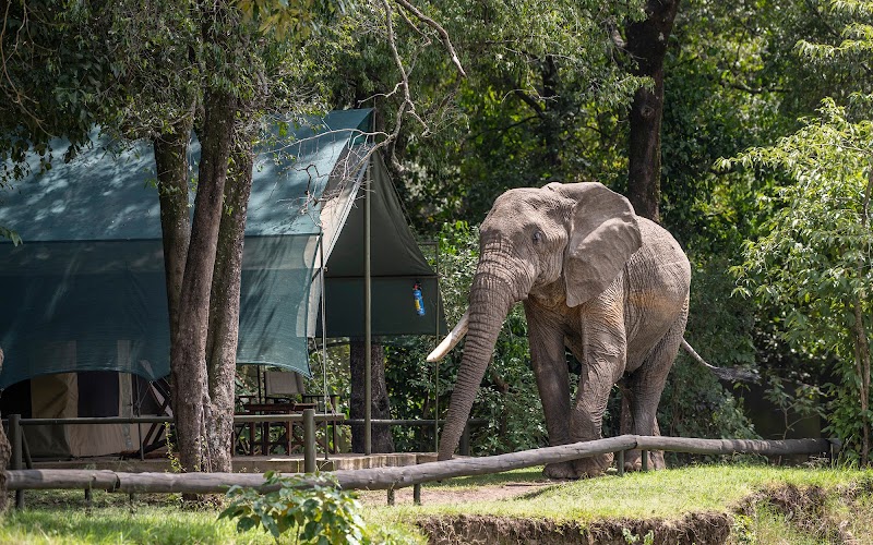 Governors' Camp Masai Mara - Resort Spa in Masai Mara