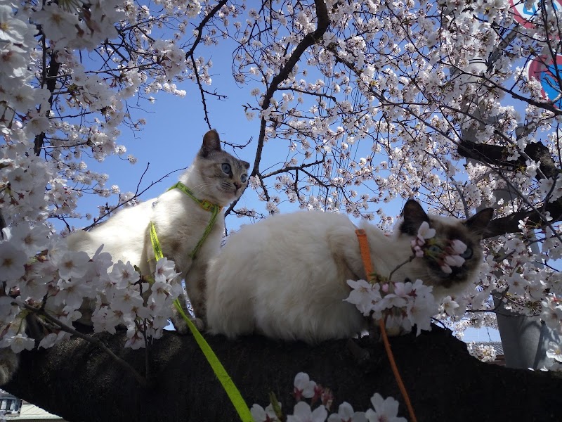 Hanyu Yuttari-en - Day Spa in Hanyu