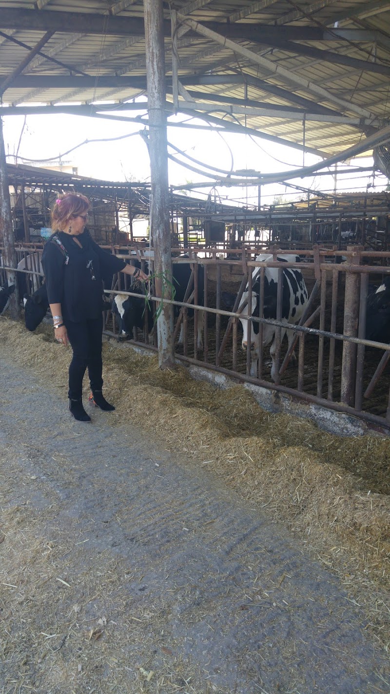 Healing Touch Chaya Mizrahi Kiryat Ata - Day Spa in Kiryat Ata