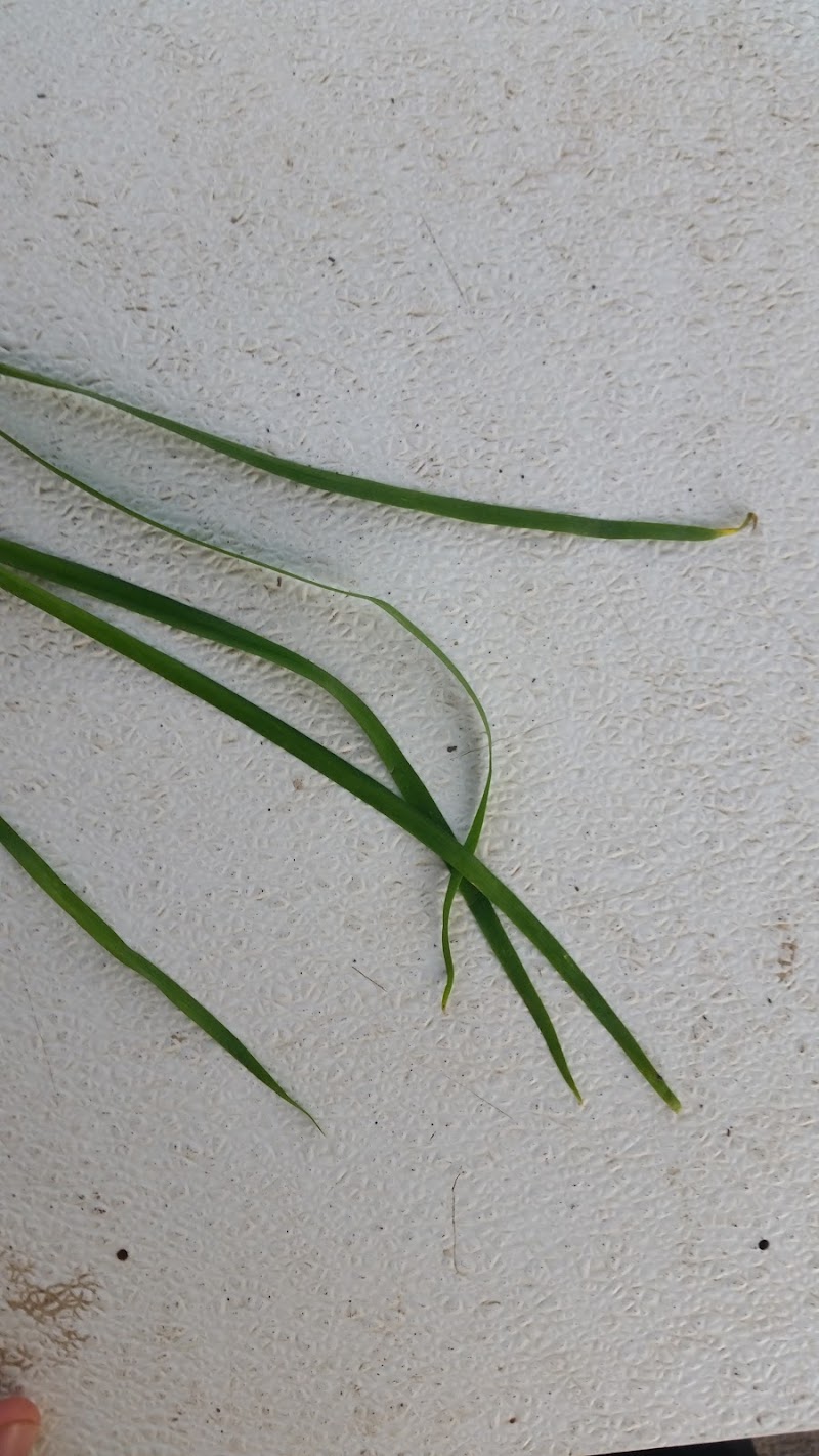 Helping Hands St Louis - Day Spa in St Louis