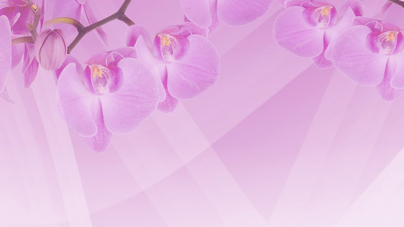 Ideal Skin & Body Livonia - Day Spa in Livonia