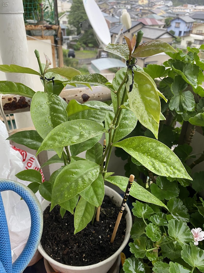 Iwata Koso House Iwata City - Day Spa in Iwata City