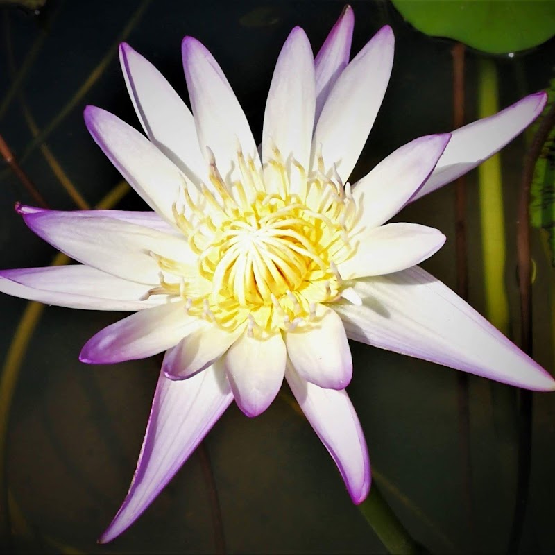 Jin Traditional Thai Massage Warwick - Day Spa in Warwick