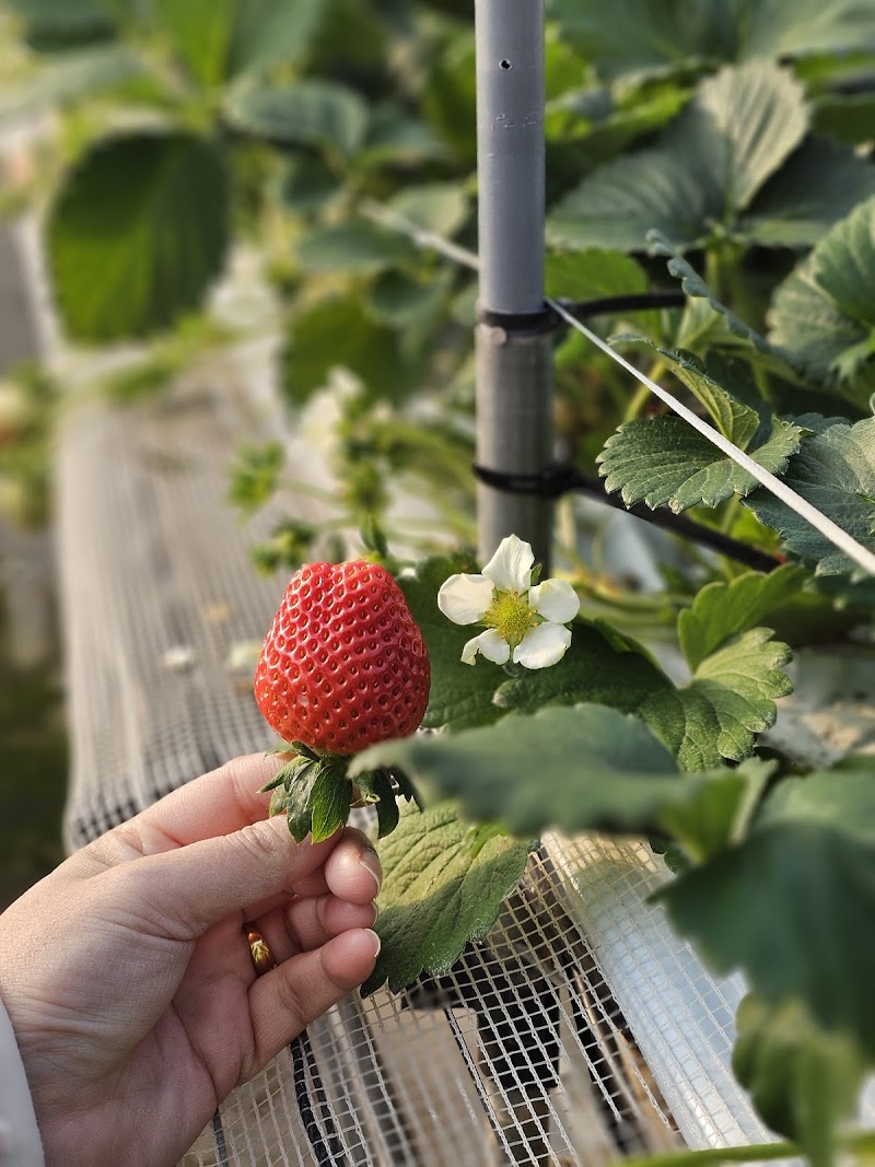 Jubiran Hanamomo Chikushino City - Day Spa in Chikushino City