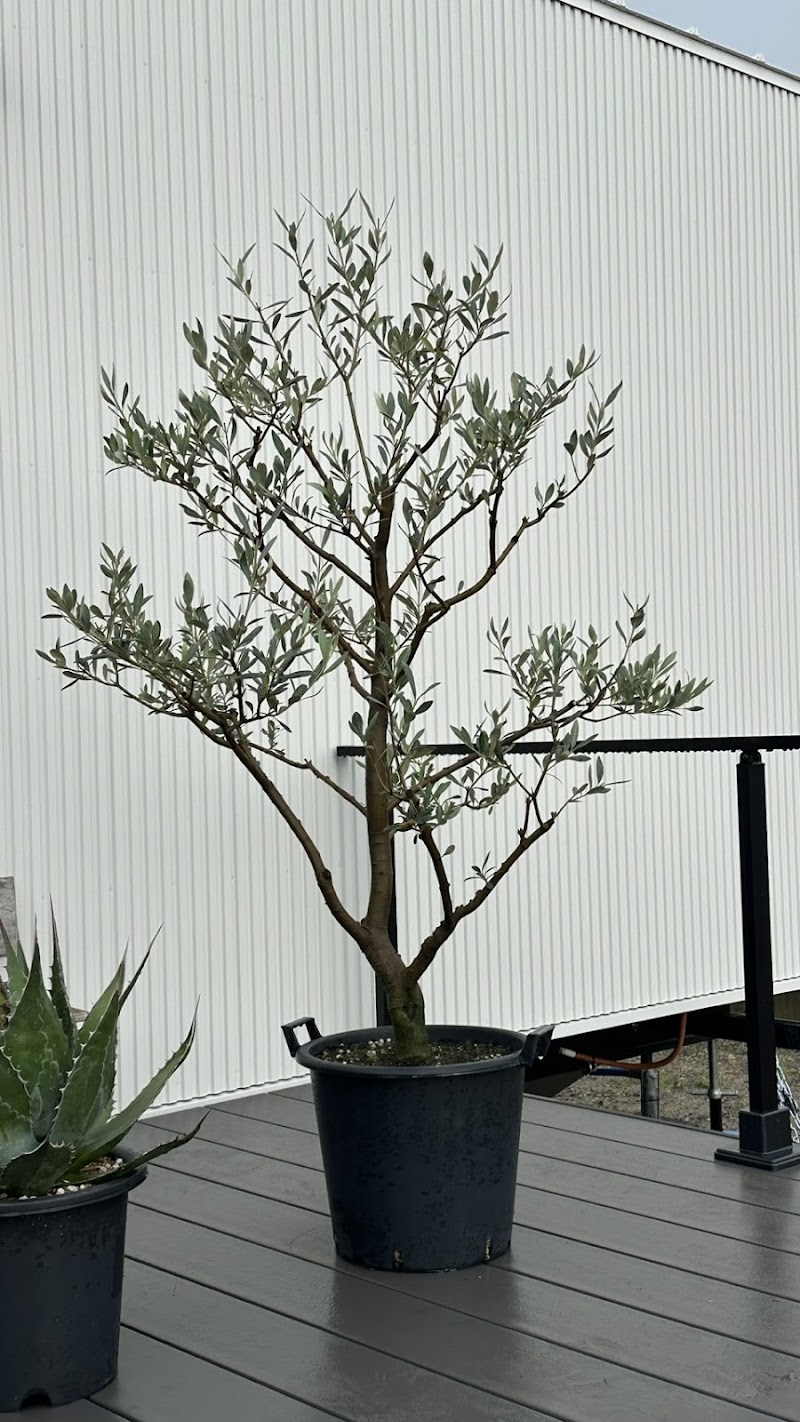 Kassa Salon Maumu Handa City - Day Spa in Handa City