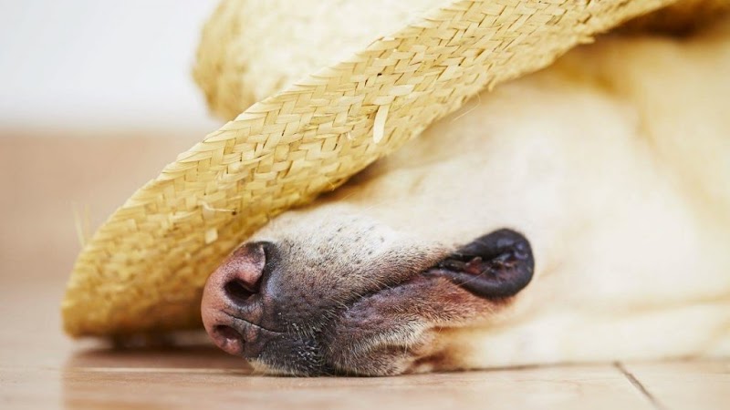 Koirahieronta - www.karhuniemi.fi Ylöjärvi - Day Spa in Ylöjärvi