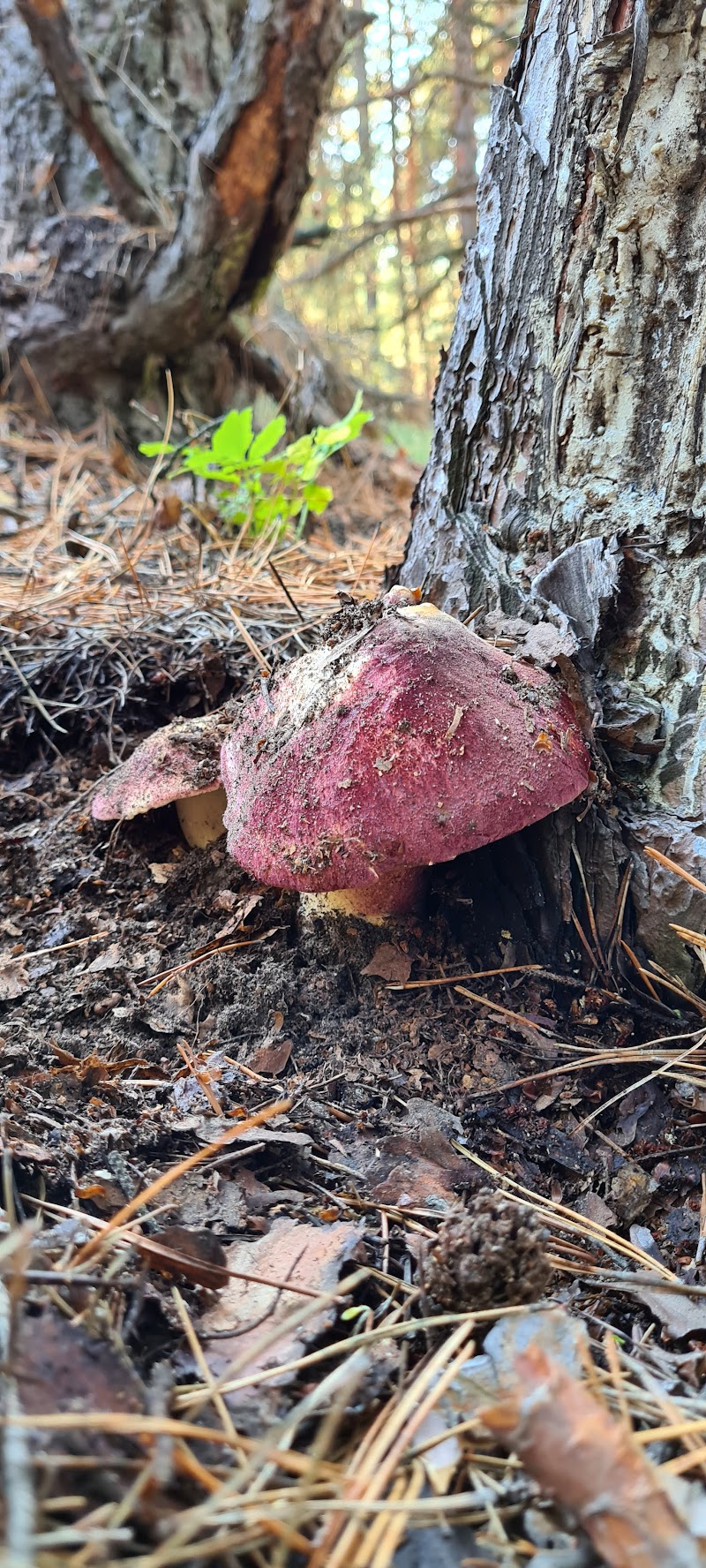 Kulishi - Day Spa in Kulishi