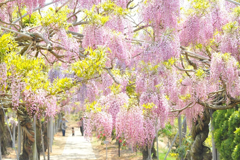 Kurpark Seranishi Sera Town, Sera District - Day Spa in Sera Town, Sera District