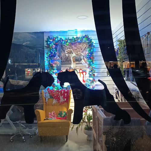 Lavakan Andorra | Spa per a mascotes Andorra la Vella - Day Spa in Andorra la Vella