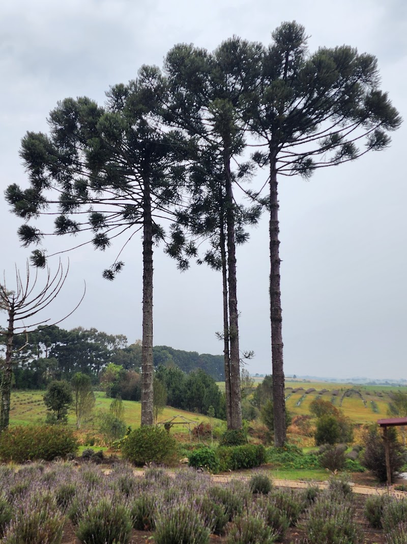 Lavandario Vale dos Sonhos Palmeira - Day Spa in Palmeira