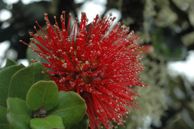 Lehua O Hairmake and Nail Ota Ward - Day Spa in Ota Ward