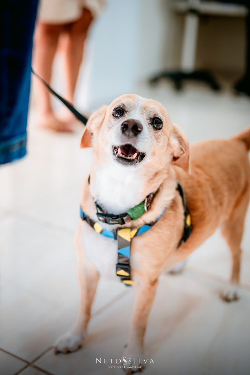 Lion Pet Spa Pirajuí - Day Spa in Pirajuí