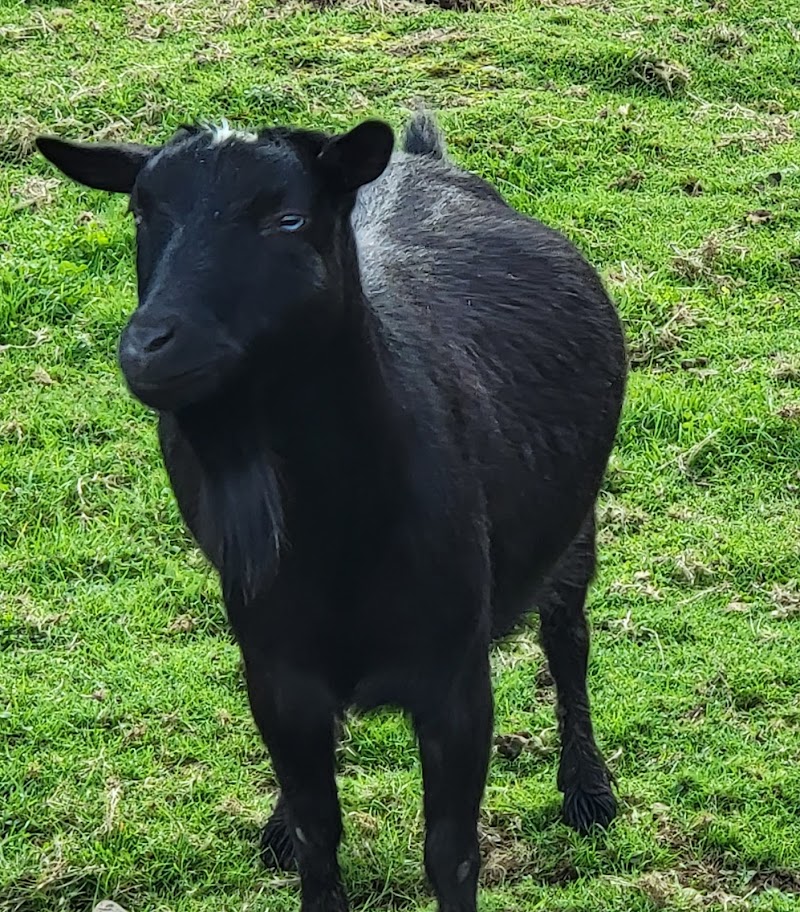 Little Goat Girls Ellensburg - Day Spa in Ellensburg