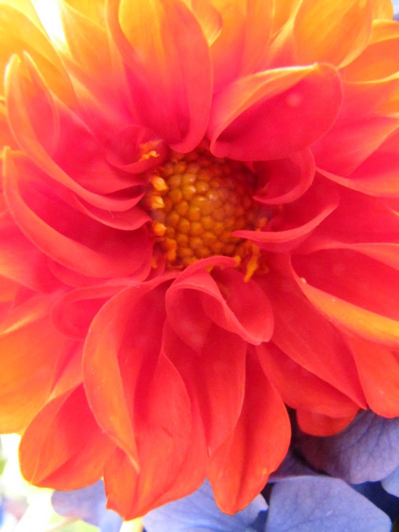 Longmont Healing Arts Collective LLC - Day Spa in Longmont