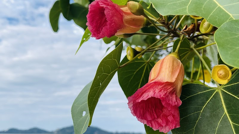 Mae Ratri Thai Traditional Massage Kranau - Day Spa in Kranau