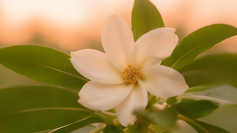 Mali Traditional Thai Massage and Spa Nakhon Si Thammarat - Day Spa in Nakhon Si Thammarat