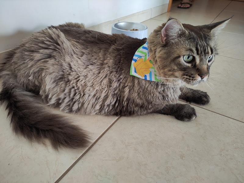 Mavi Cat's Spa Ribeirão Preto - Day Spa in Ribeirão Preto