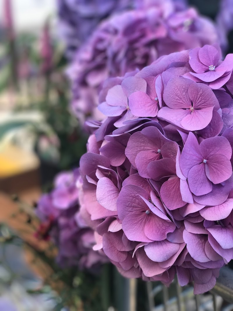 Meshel Cook, Body Work and Massage Therapy Kansas City - Day Spa in Kansas City