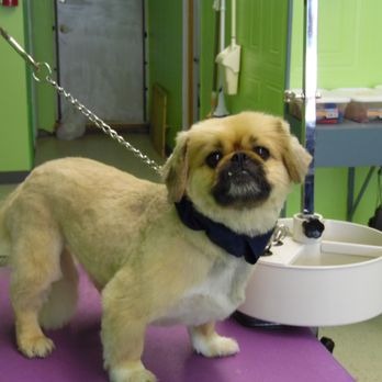 Mimi Tina's Pet Grooming & Spa Parma Heights - Day Spa in Parma Heights