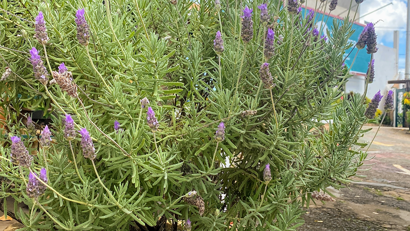 Miriam Arar Fisioterapia e Estetic House Franca - Wellness Retreat in Franca