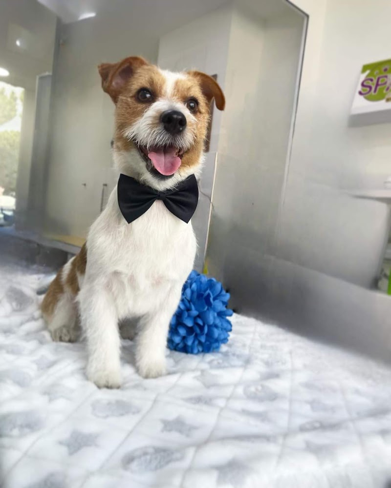 Mondo Cane Reggio Calabria Reggio di Calabria - Day Spa in Reggio di Calabria