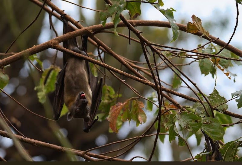 Napoleon Chuo Ward, Chiba City - Day Spa in Chuo Ward, Chiba City
