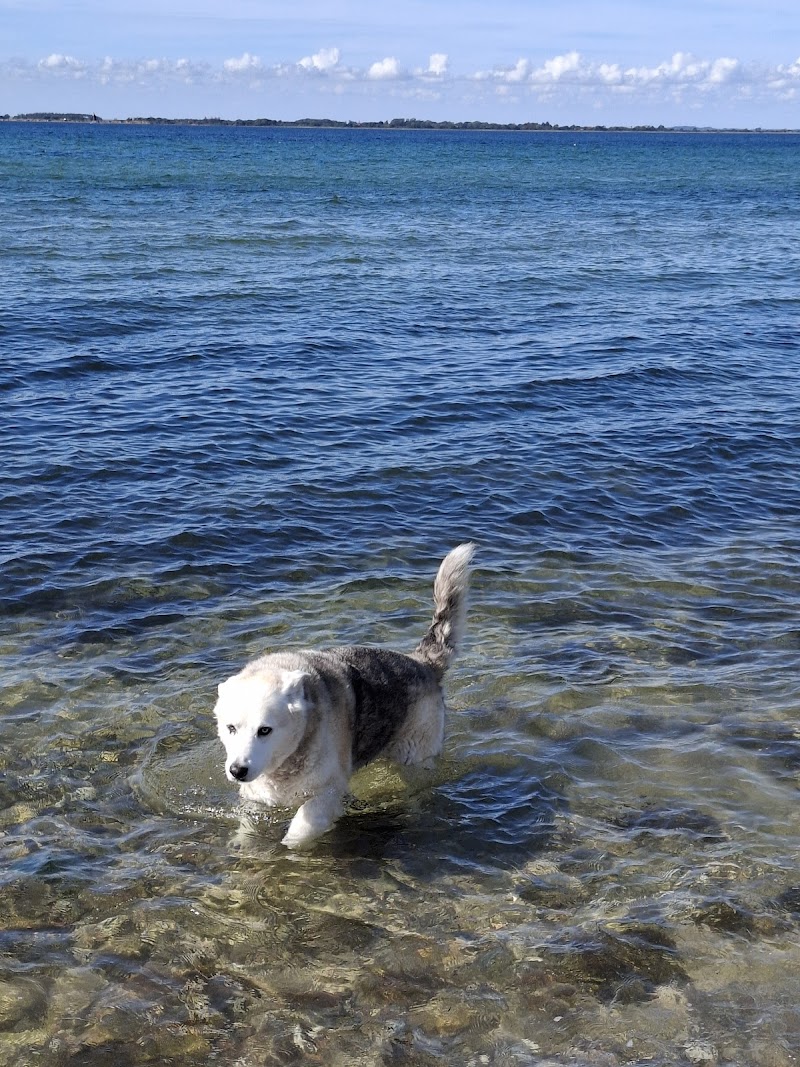 Nita Marskot - Hundemassage, Kranio Sakral Terapi & Healing - Vissenbjerg - Day Spa in Vissenbjerg