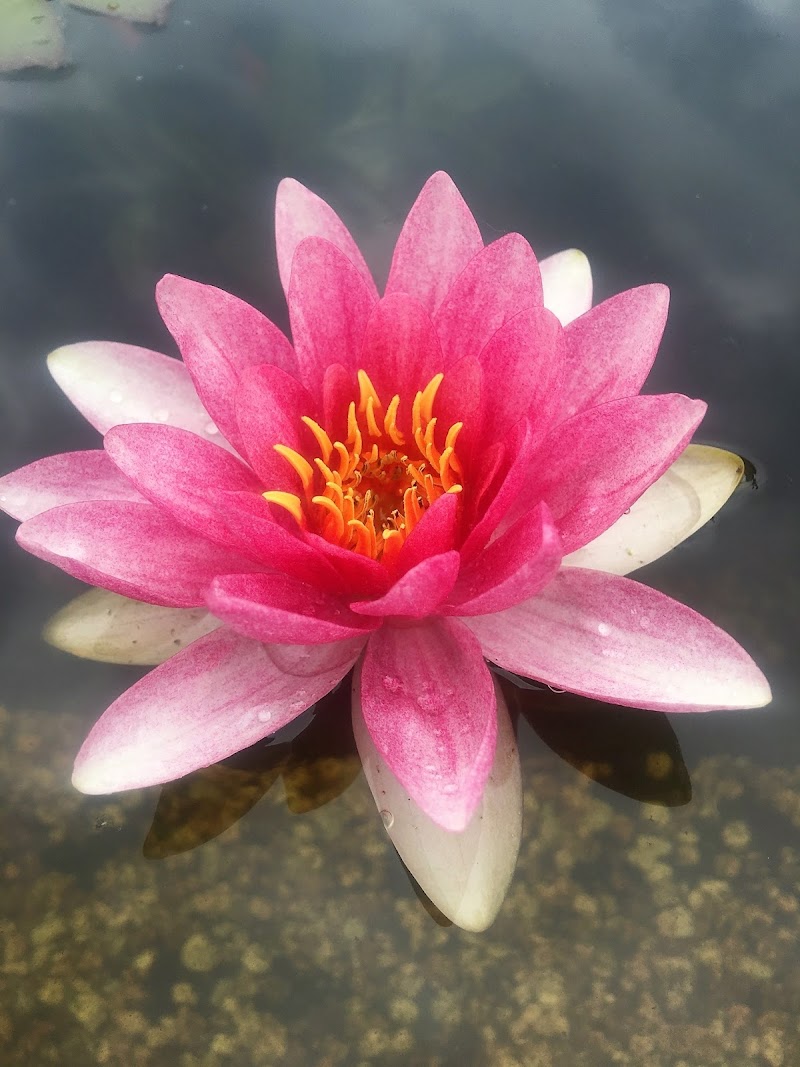 Ocean's Blue Massage Bovenkarspel - Day Spa in Bovenkarspel